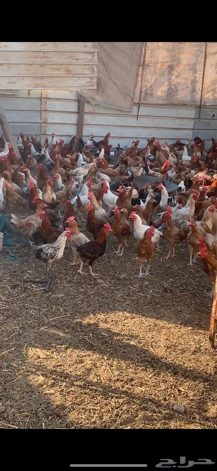 دجاج وديوك بيع تفريد وجمله عروض اسعار ممتازه 0