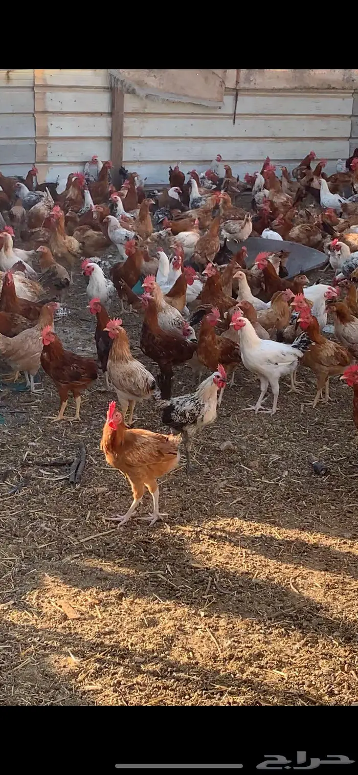 دجاج وديوك بيع تفريد وجمله عروض اسعار ممتازه 1