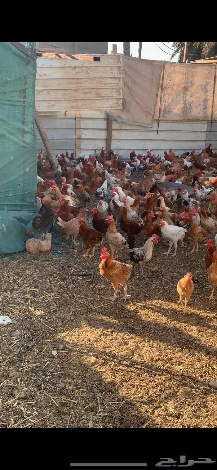 دجاج وديوك بيع تفريد وجمله عروض اسعار ممتازه 2