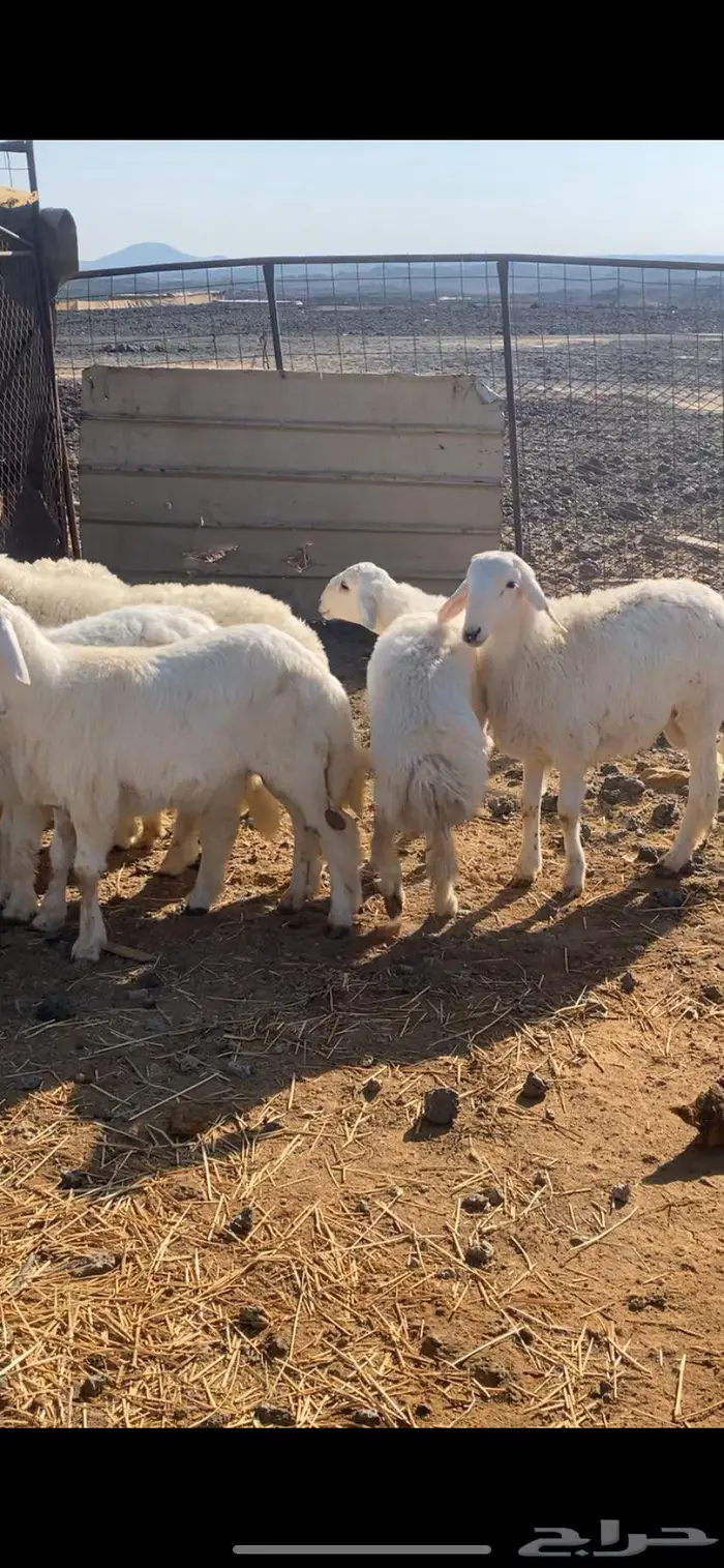 ذبايح طليان نجد وحبص مع الذبح والتوصيل 2