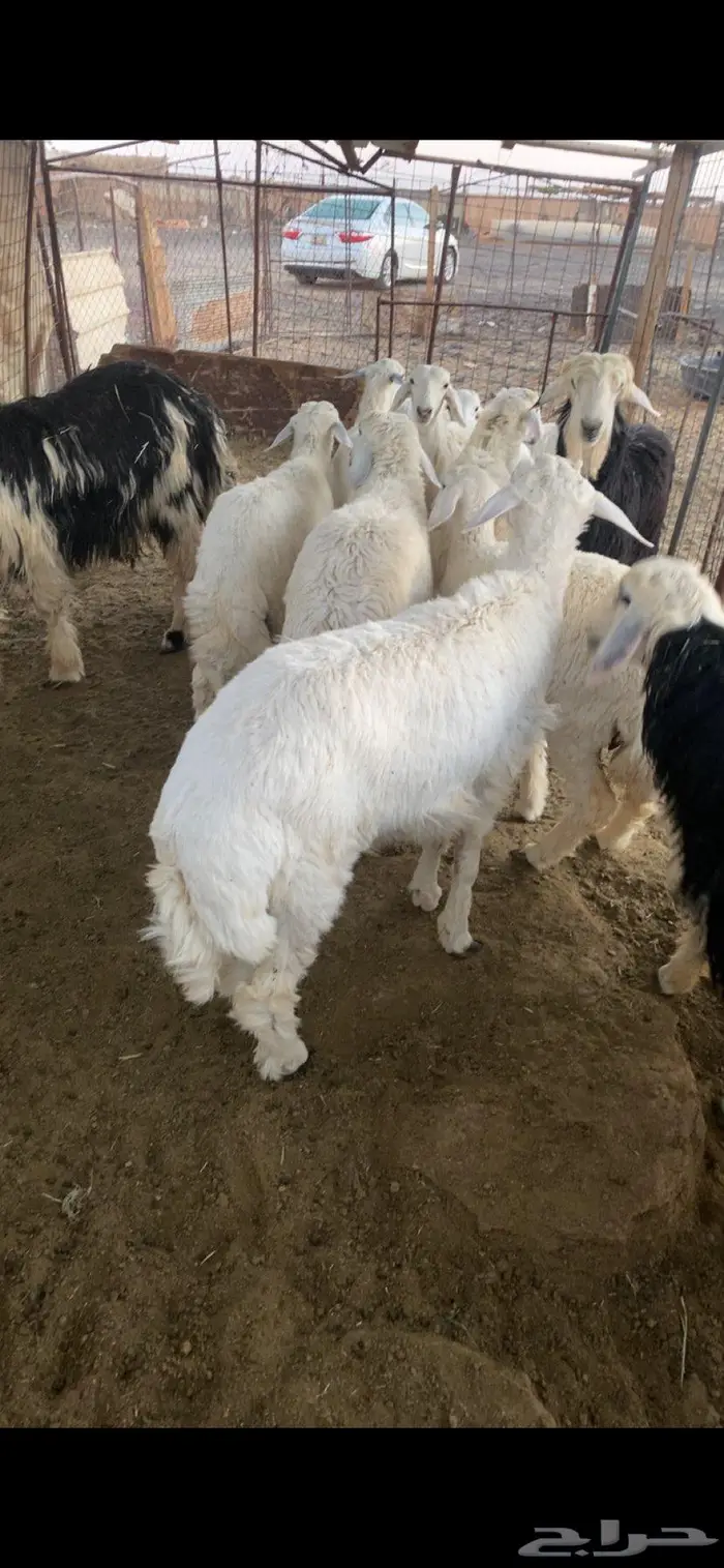 ذبايح طليان نجد وحبص مع الذبح والتوصيل 3