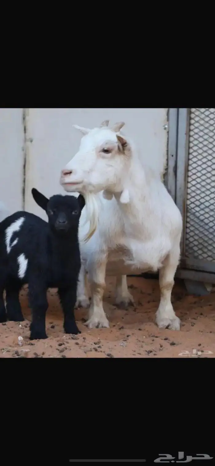 جفره قزميه مستوى طيب 4