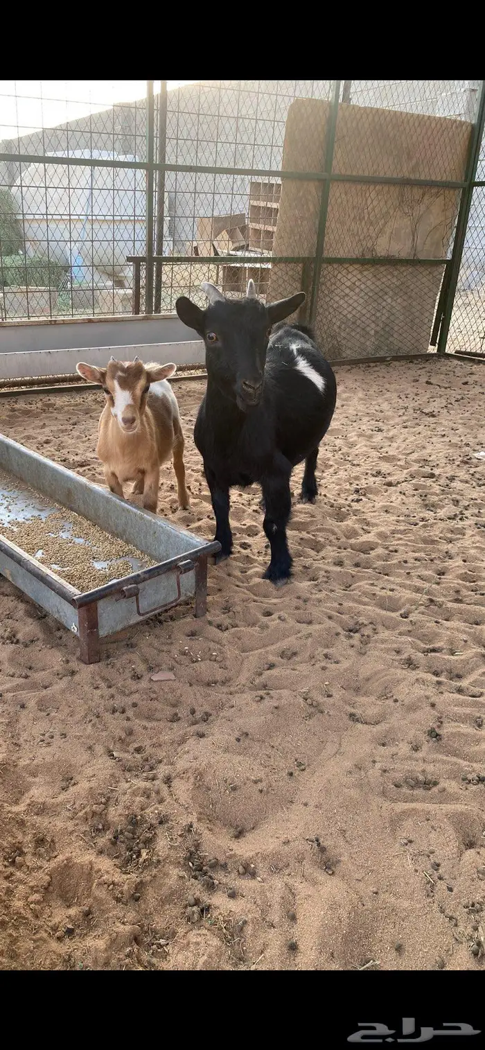 جفره قزميه مستوى طيب 3