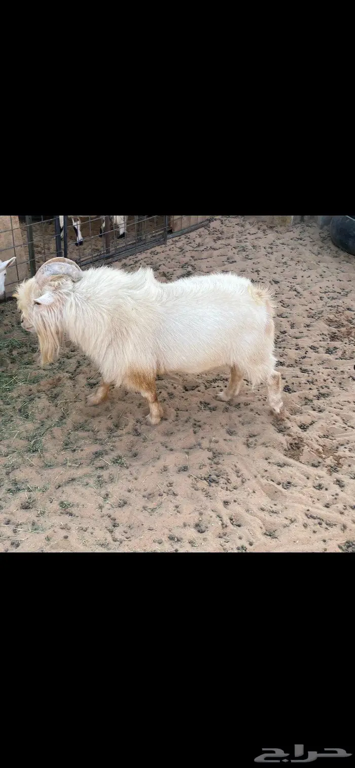 تيوس قزمي العدد 3 3