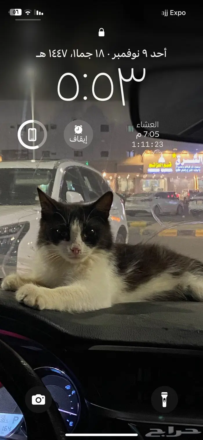 قطة للتبني 0