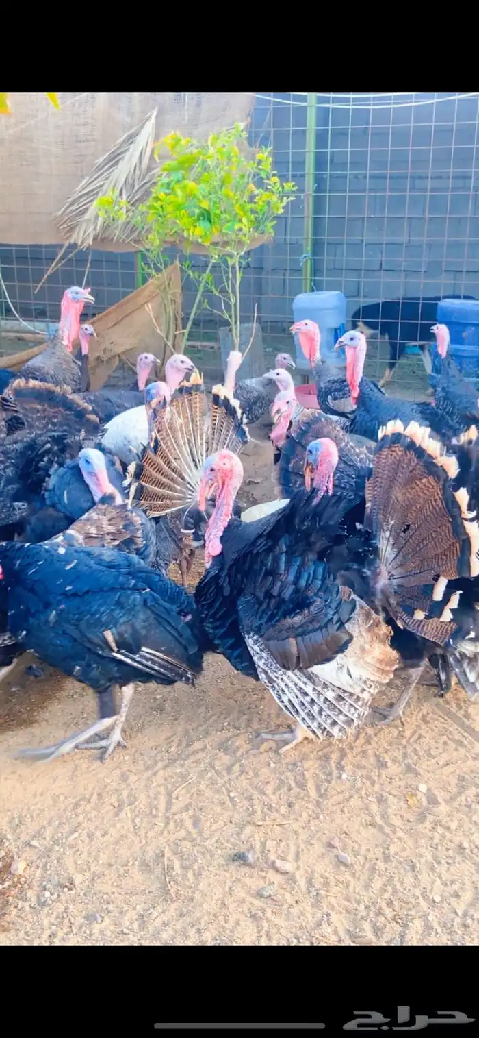 بيض رومي مخصب الوان فاخرة 1