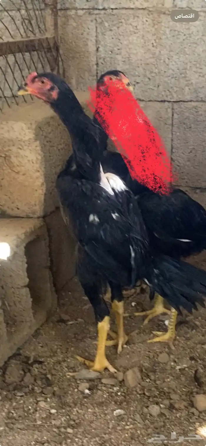 شامو الماني 1