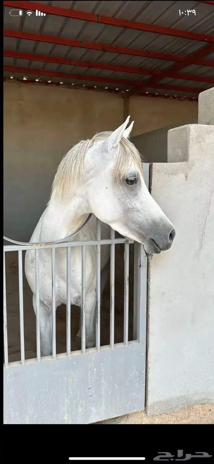 حصان شعبي شيخ فحل. حار مع الحار وبارد مع البارد شيخ الحصان 5