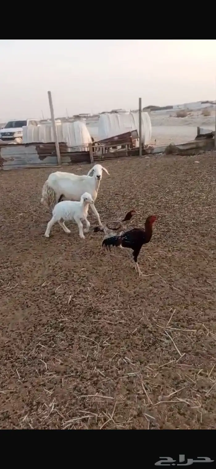 سدس تحتها رخل 1