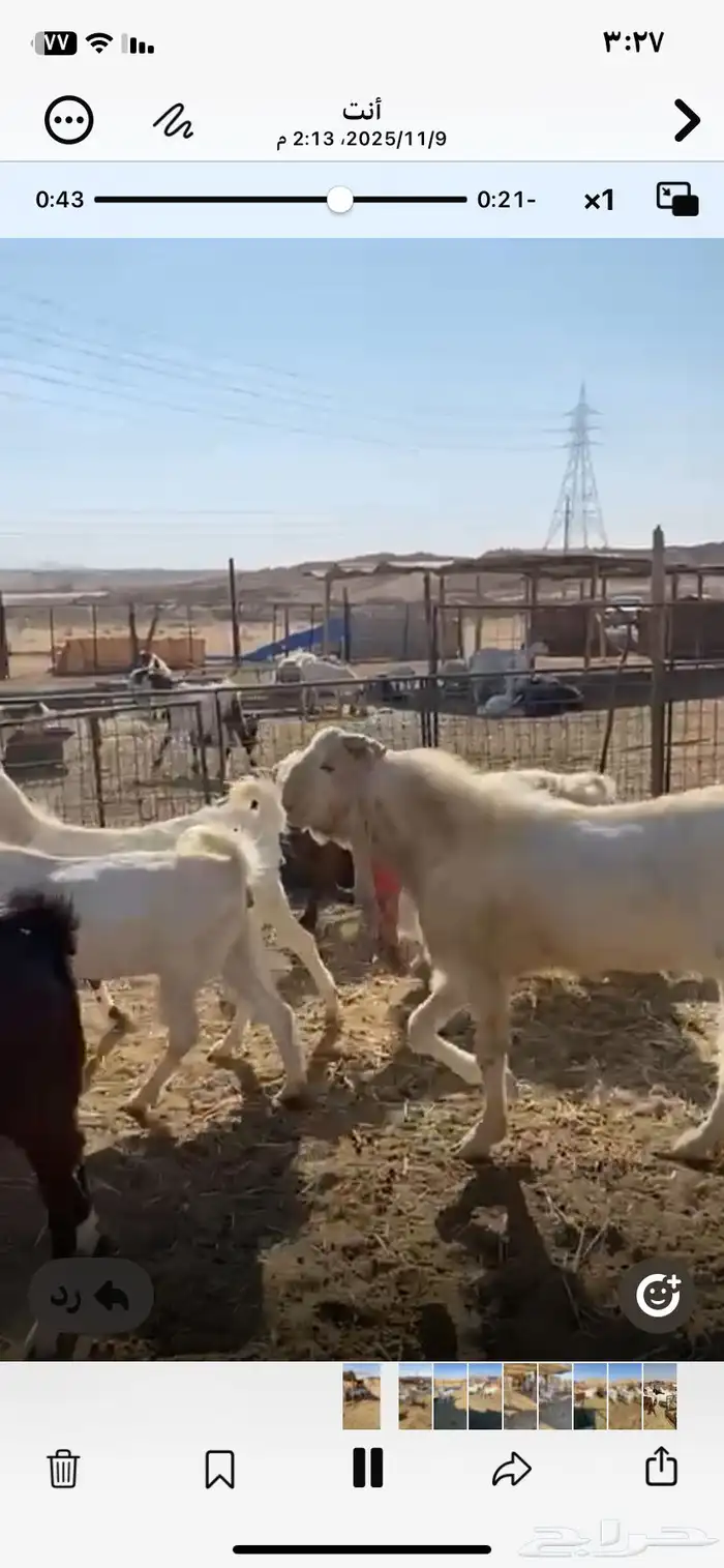 معزا مشاريك طيبه حصيب وليد 2