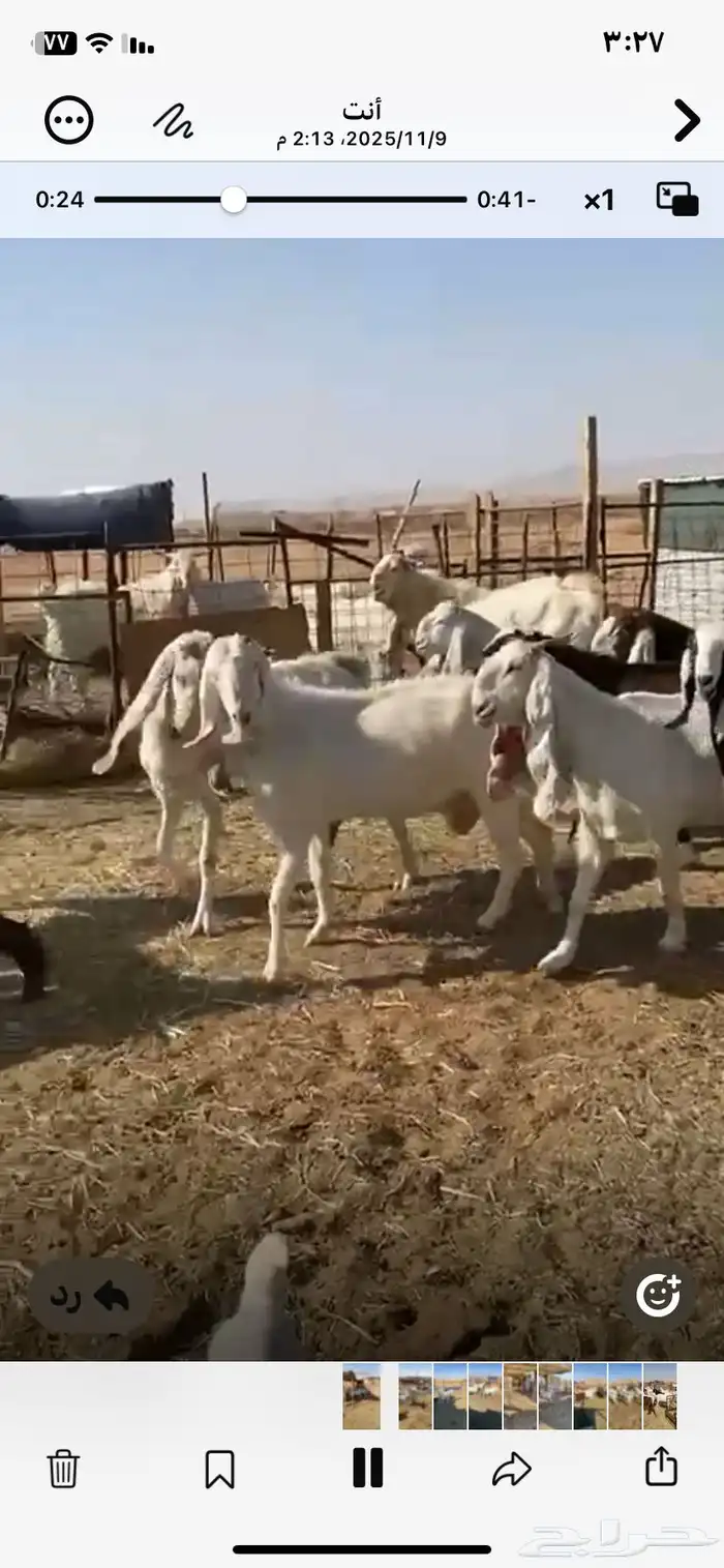 معزا مشاريك طيبه حصيب وليد 5