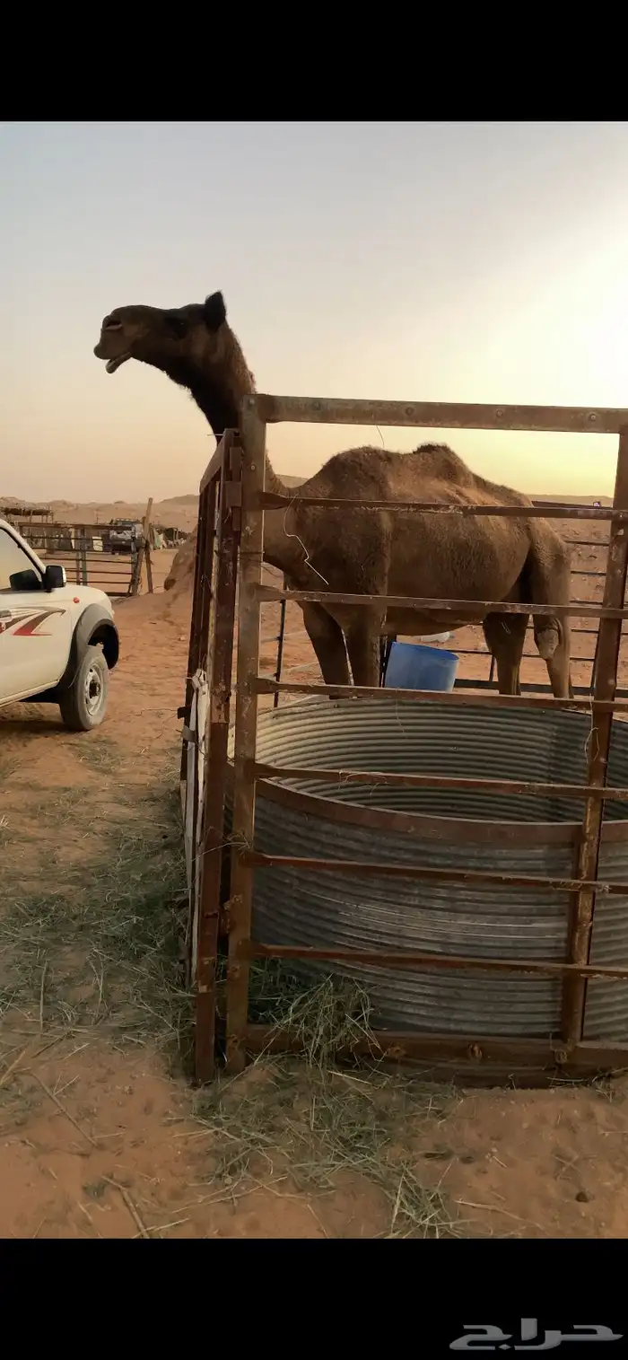 ضرايب طيبه صفر للبيع 0