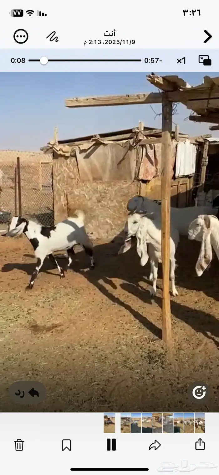 معزا مشاريك طيبه حصيب وليد 6