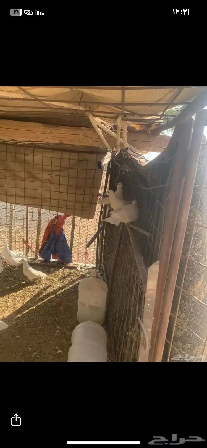 البيع حمام فرنسي سوبر جانبو 3