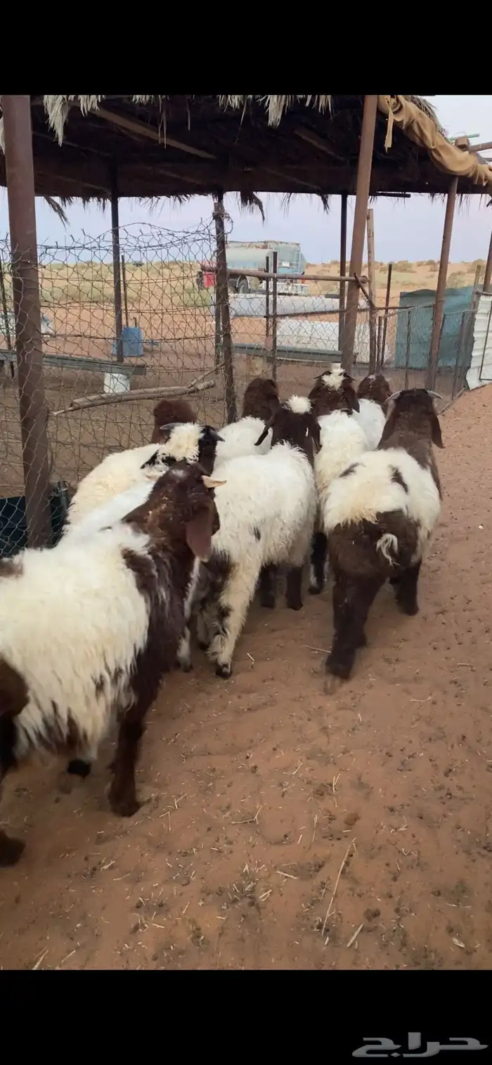 خرفان نعيم 0