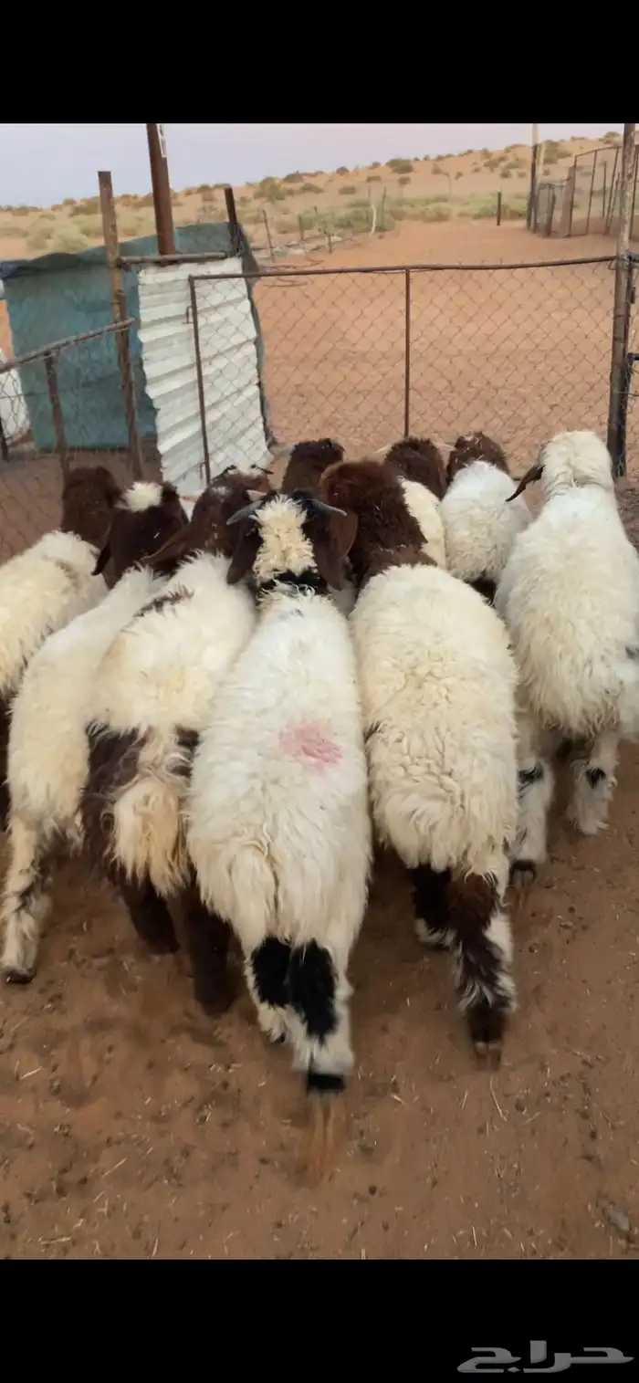 خرفان نعيم 1