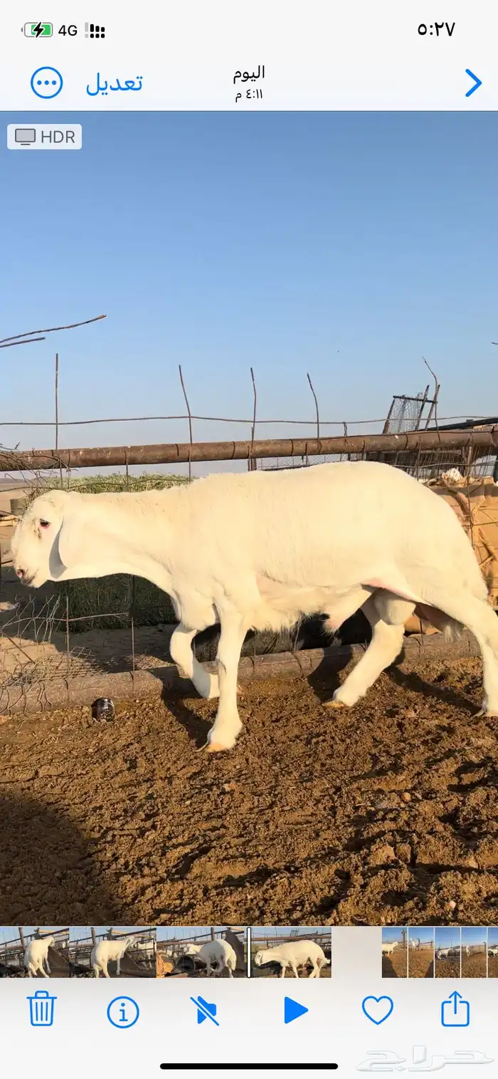 خروف فحل صنف 1