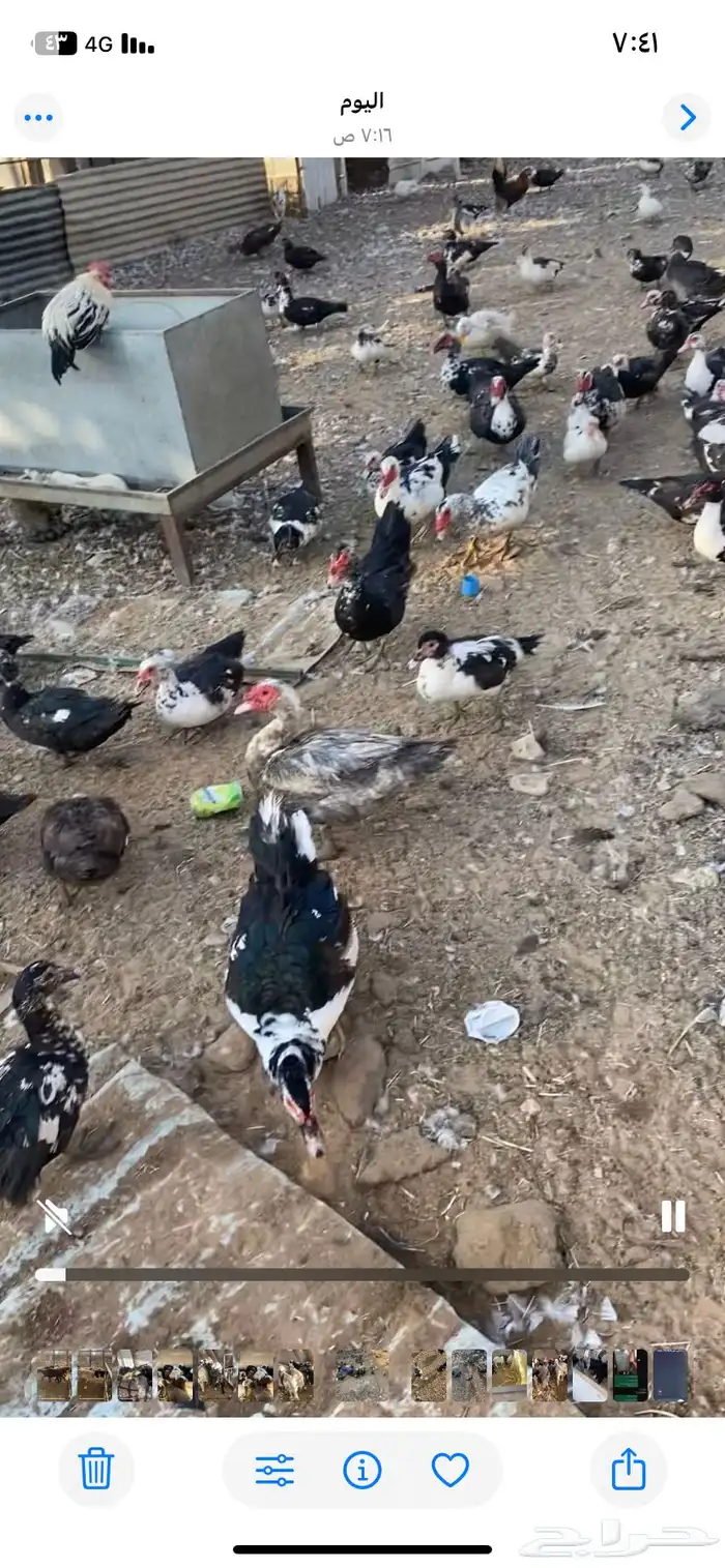 بط بح بياض الموقع بريدة العدد ممكن 500 جوز 2