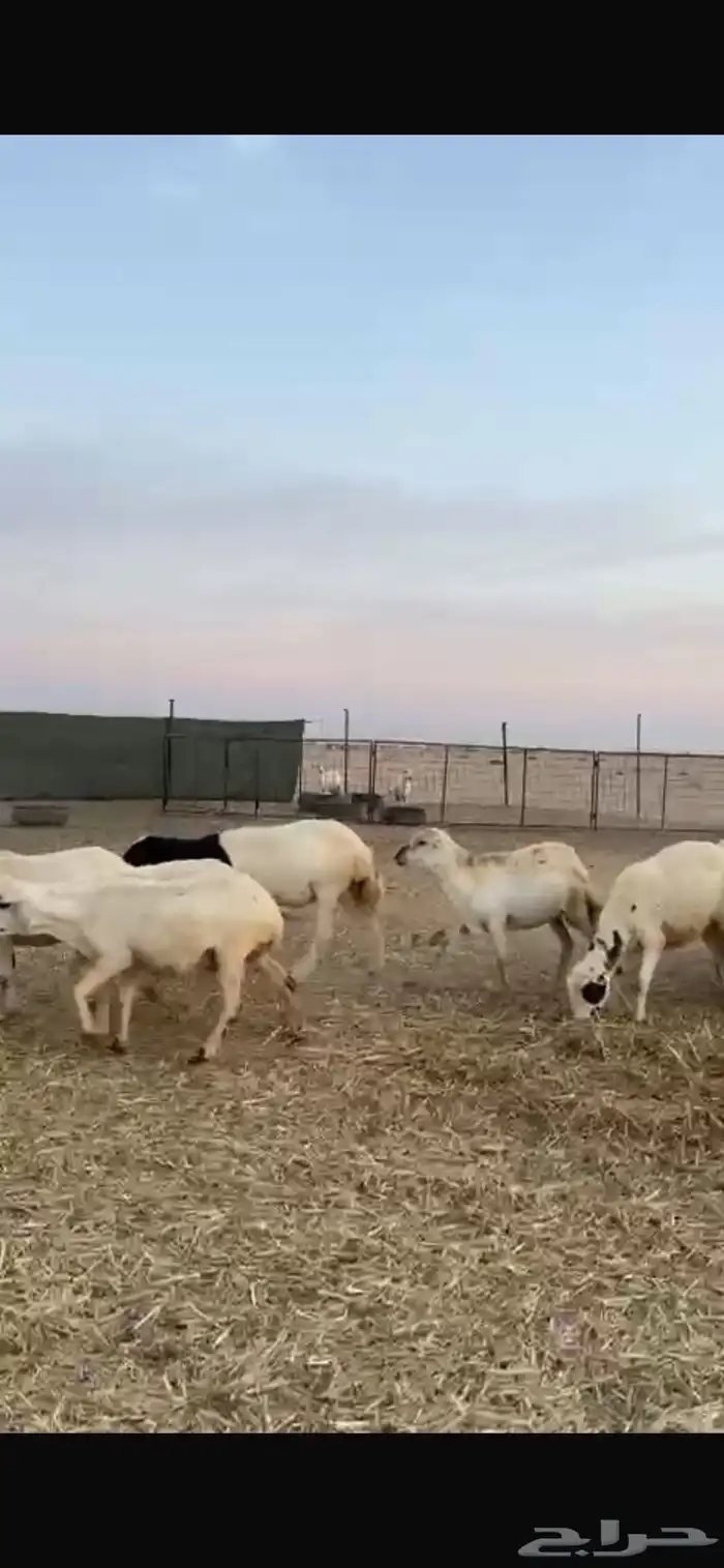 للبيع رفيد دفيع شرط وسليم من العذاريب 1