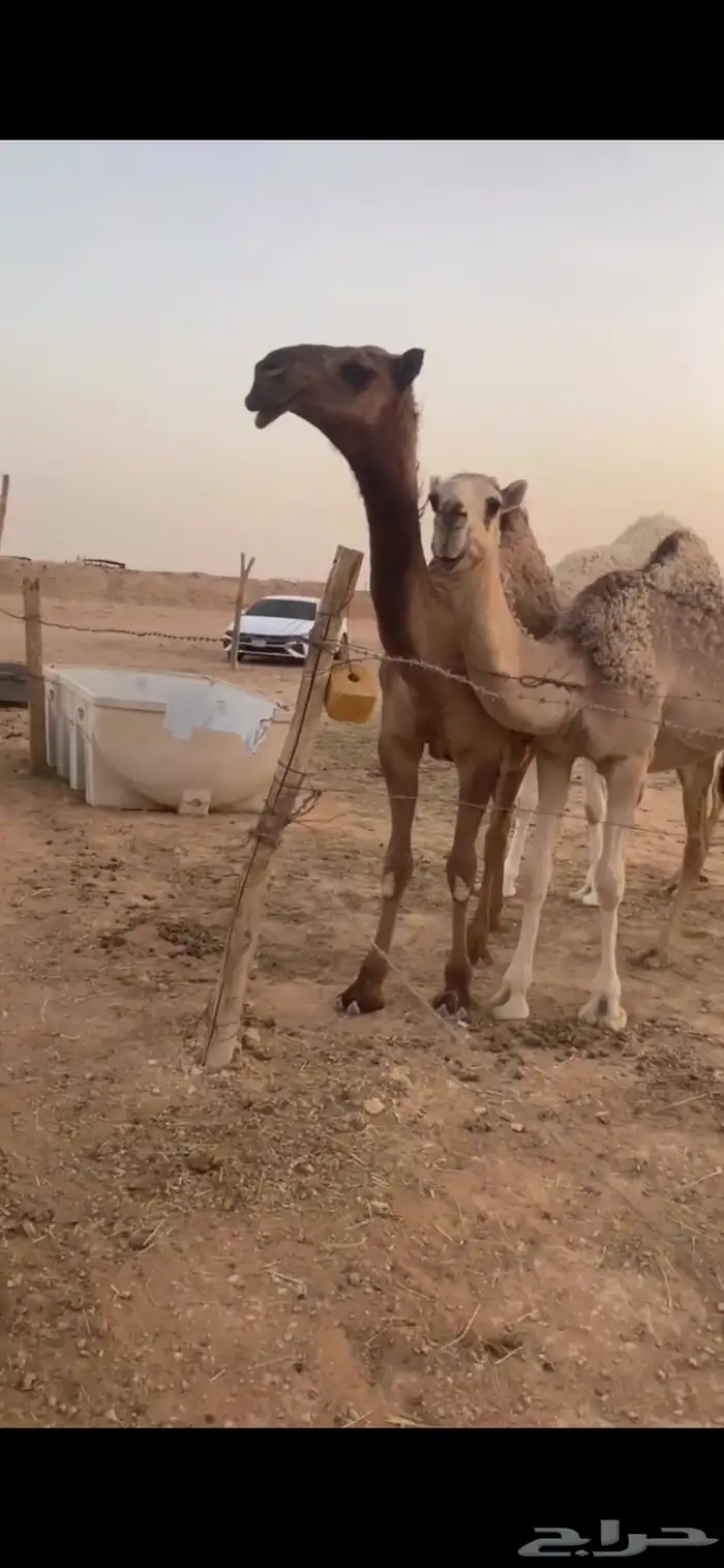 ضرايب طيبه صفر للبيع 1