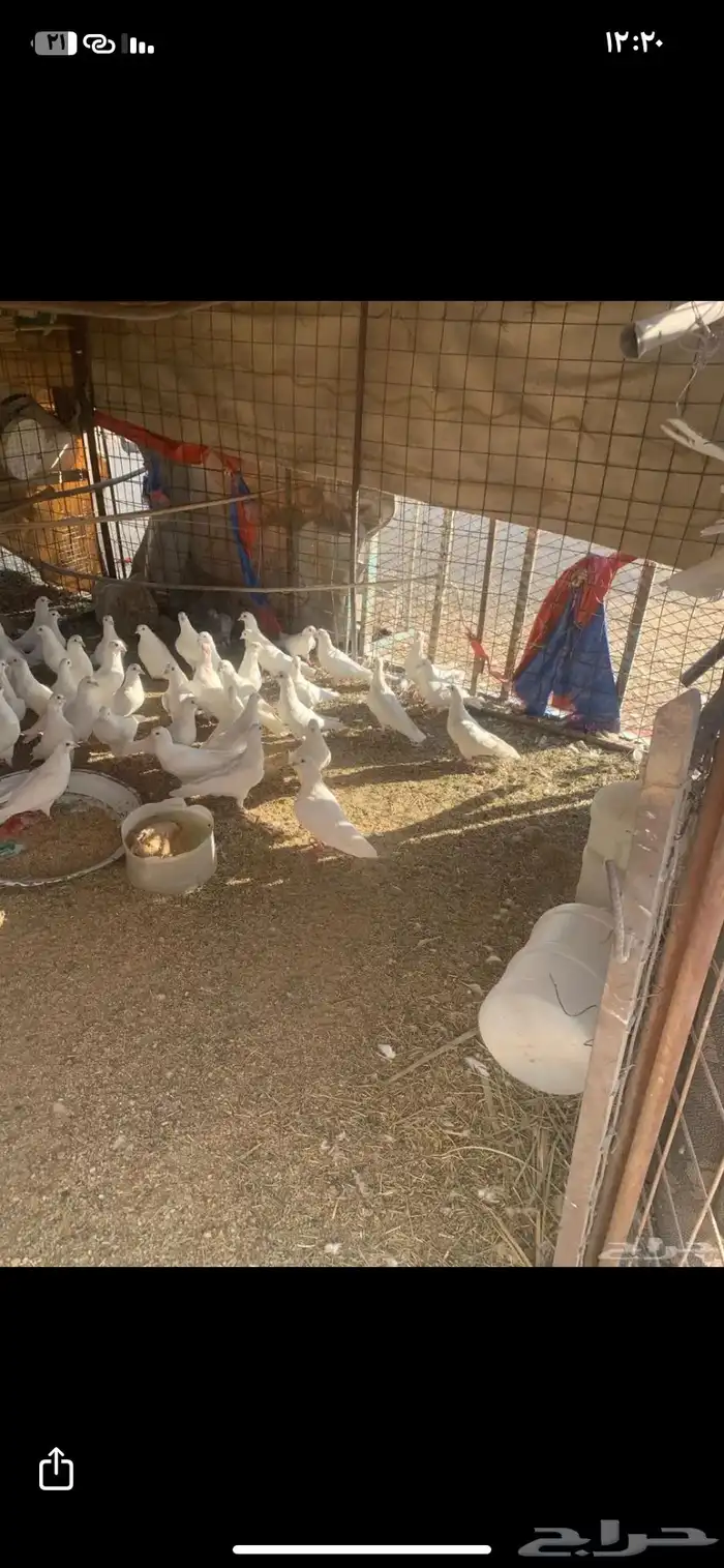 البيع حمام فرنسي سوبر جانبو 1