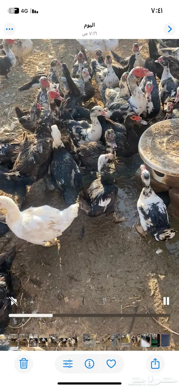 بط بح بياض الموقع بريدة العدد ممكن 500 جوز 3