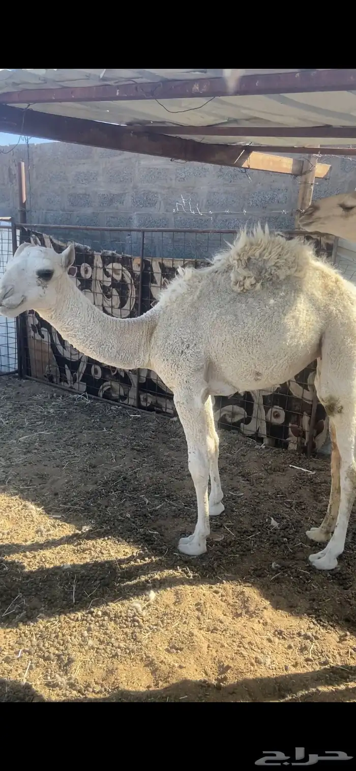 قعود وبكره للبيع 0