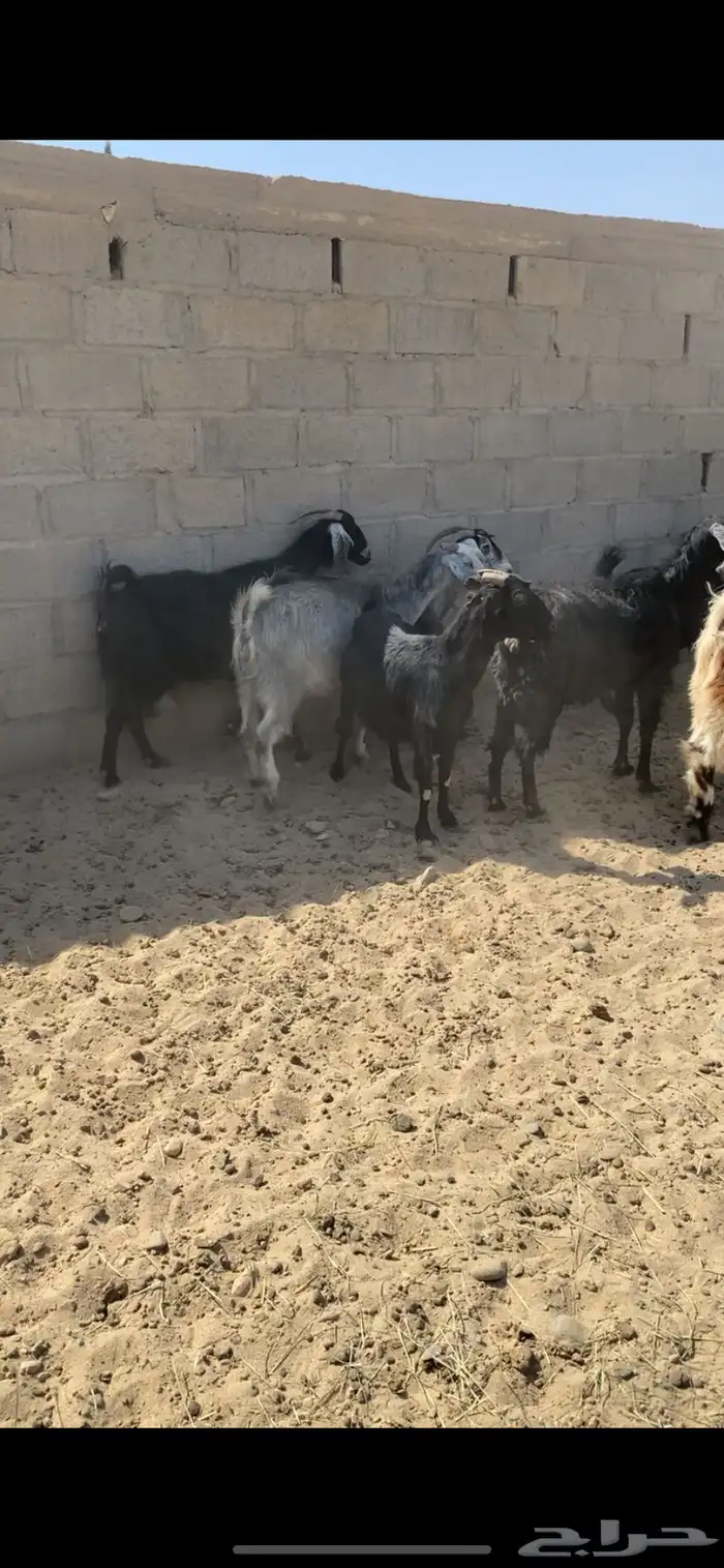 معزاء واليد 3