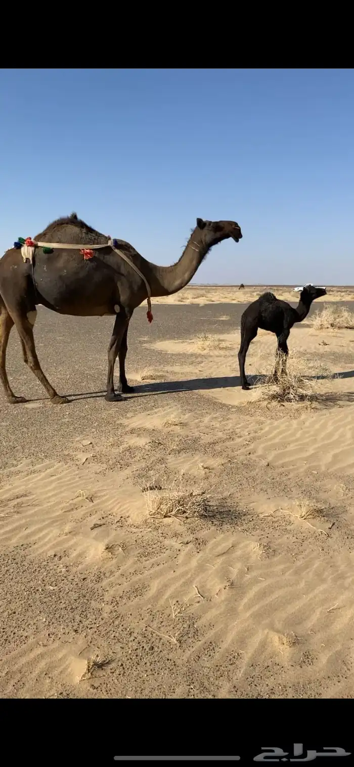 خلفه ثنيه كفو مشروطه تحتها قعود 2