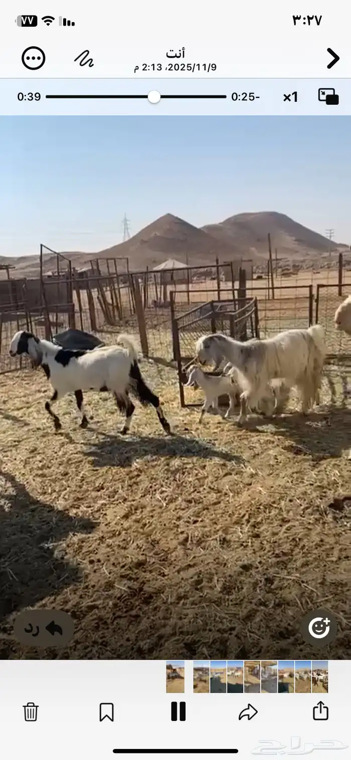 معزا مشاريك طيبه حصيب وليد 0