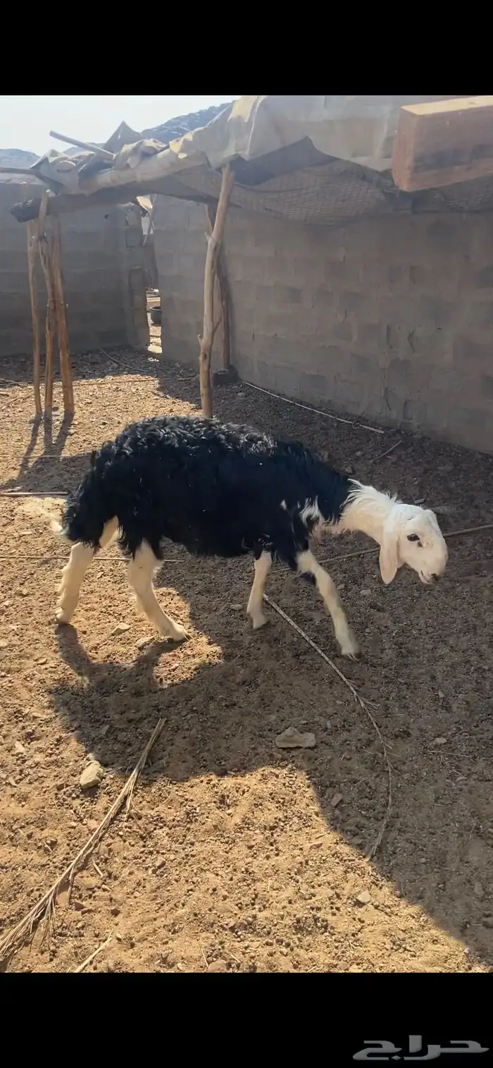 خروف نجدي فحل مشروط جذع 3