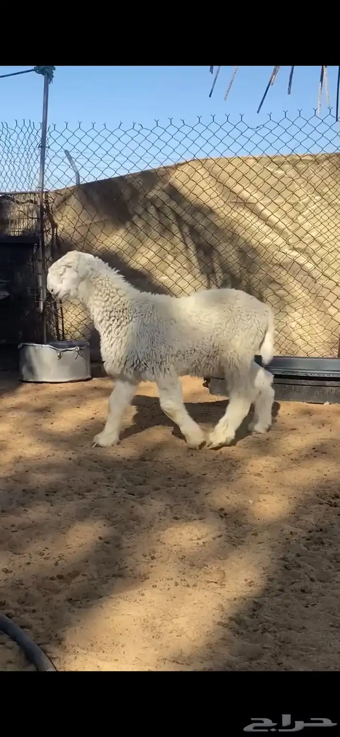 طلي موندرا للبيع 0