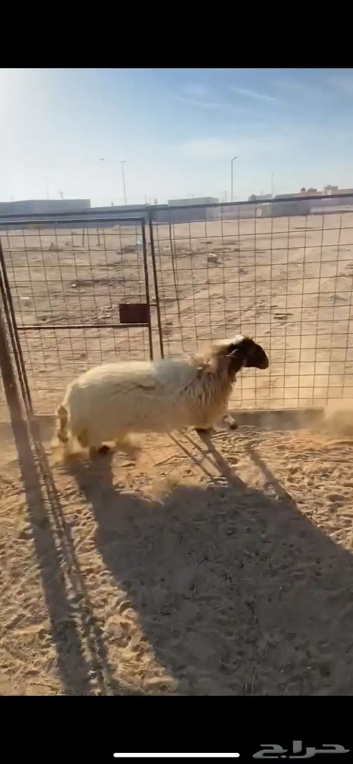 رخل نعيميه جذعه 0