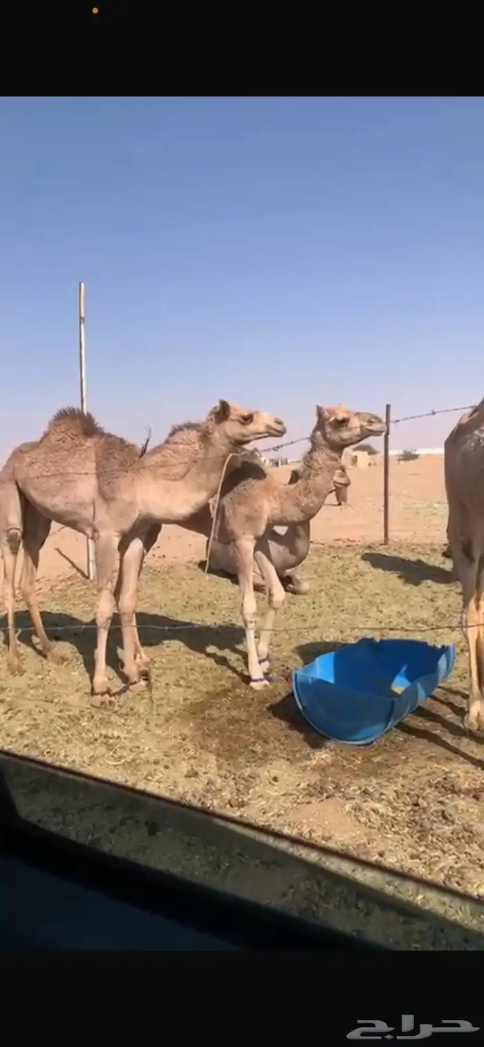 بكار مكنسلات سلاله فل 0