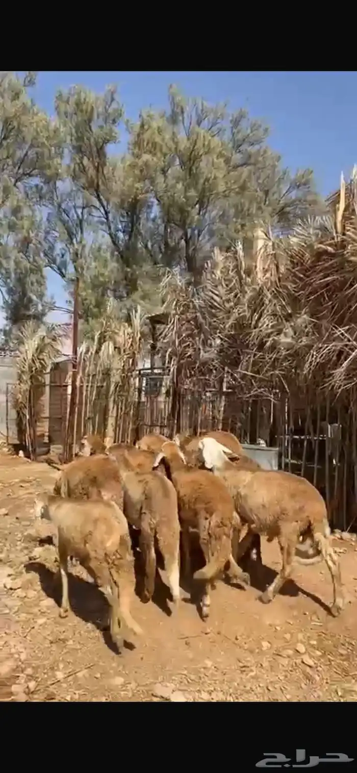 11 خروف ساكني للبيع جملة وتفريد 1