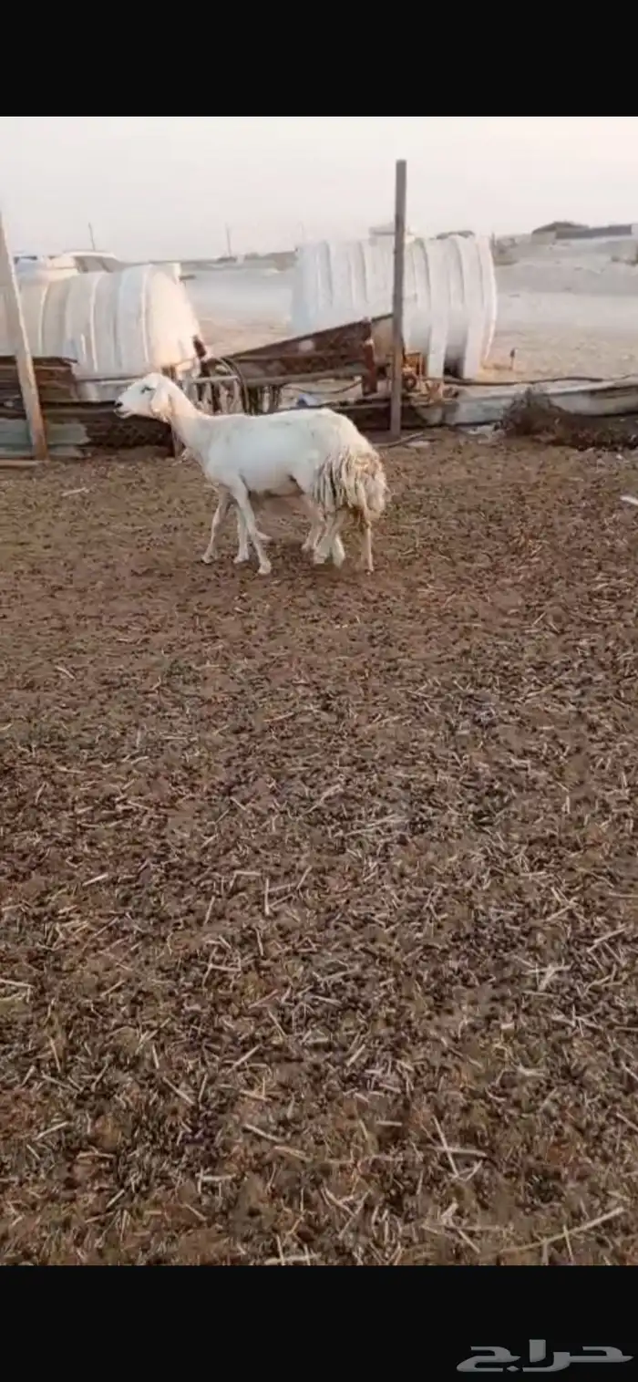 سدس تحتها رخل 0