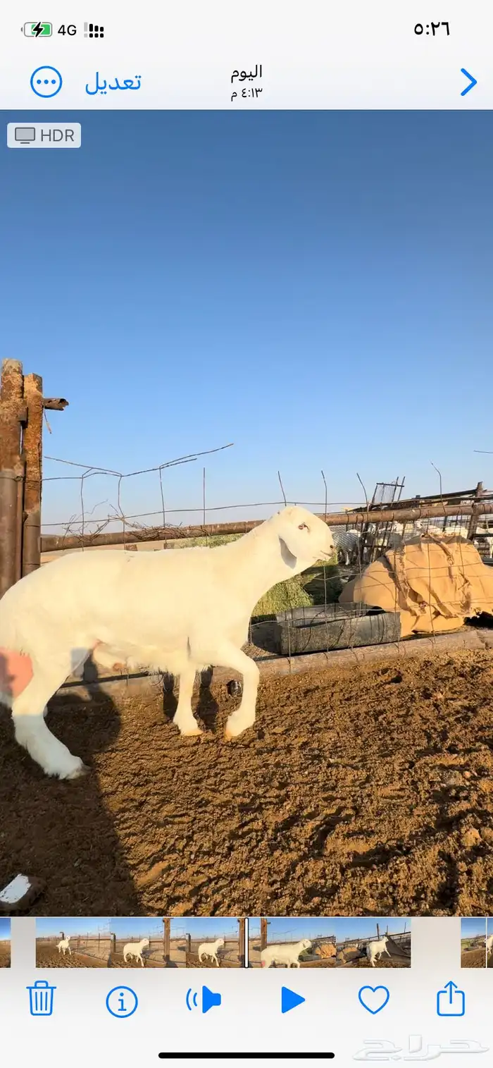 خروف فحل صنف 4