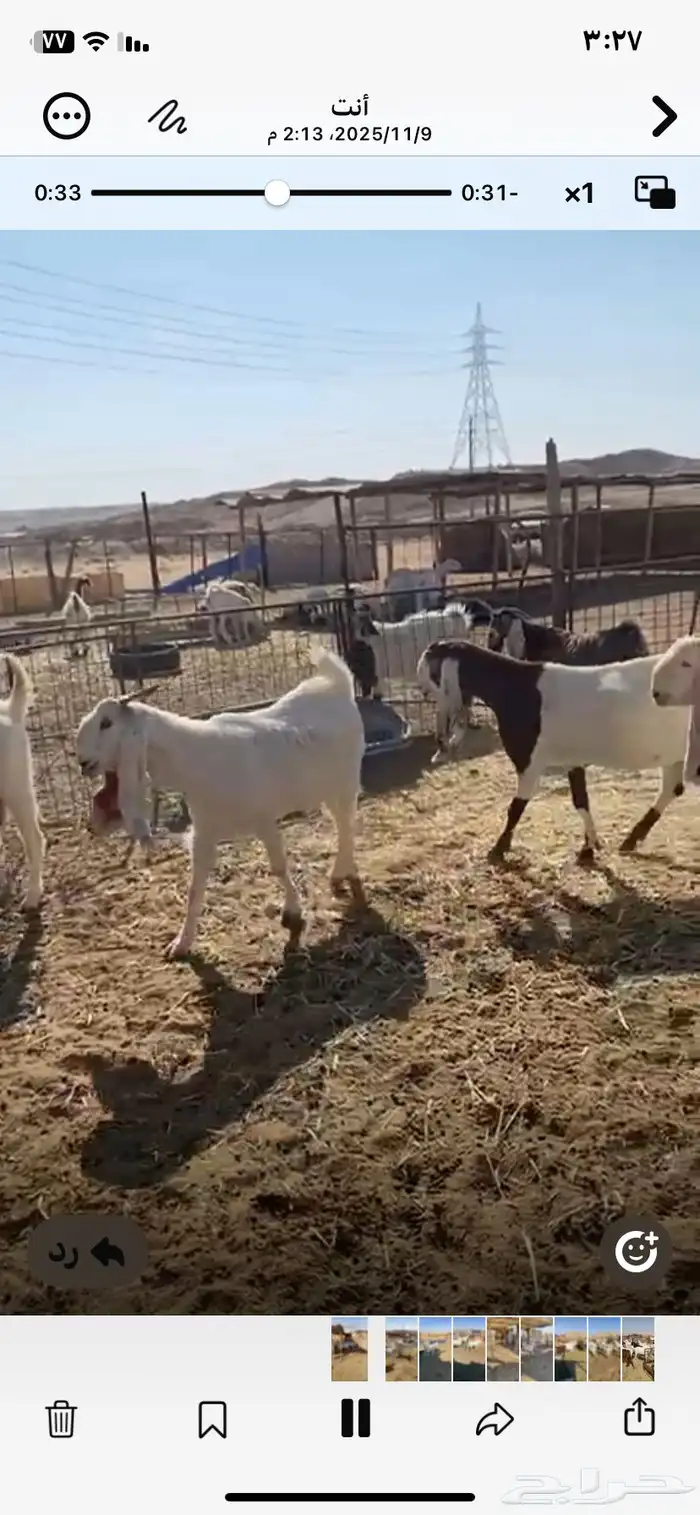 معزا مشاريك طيبه حصيب وليد 1