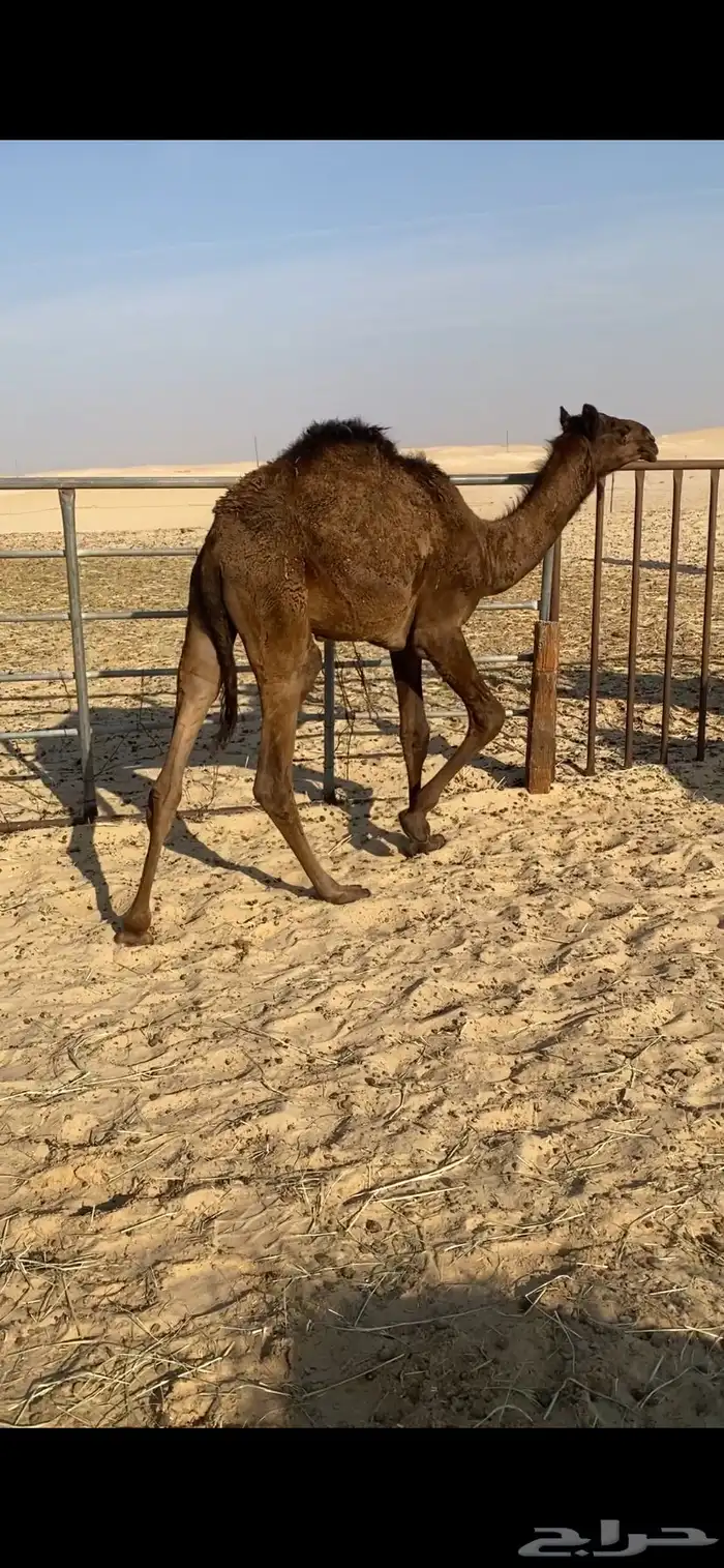 قعود باقي تحت امه 0