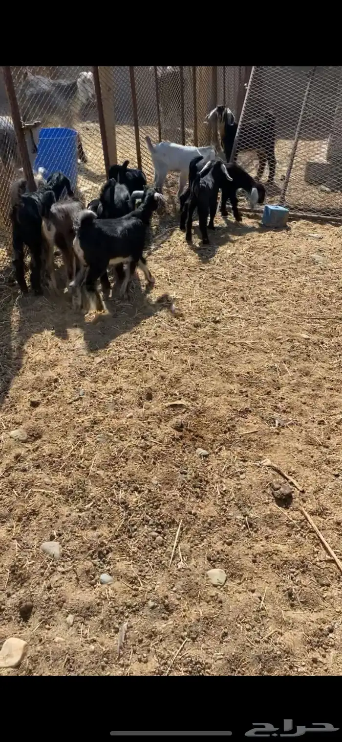 معزاء واليد 6