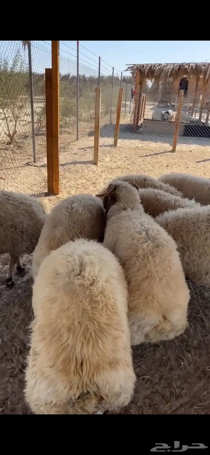 نعيم فاخر فاخر فاخر للمناسبات والثلاجات 2