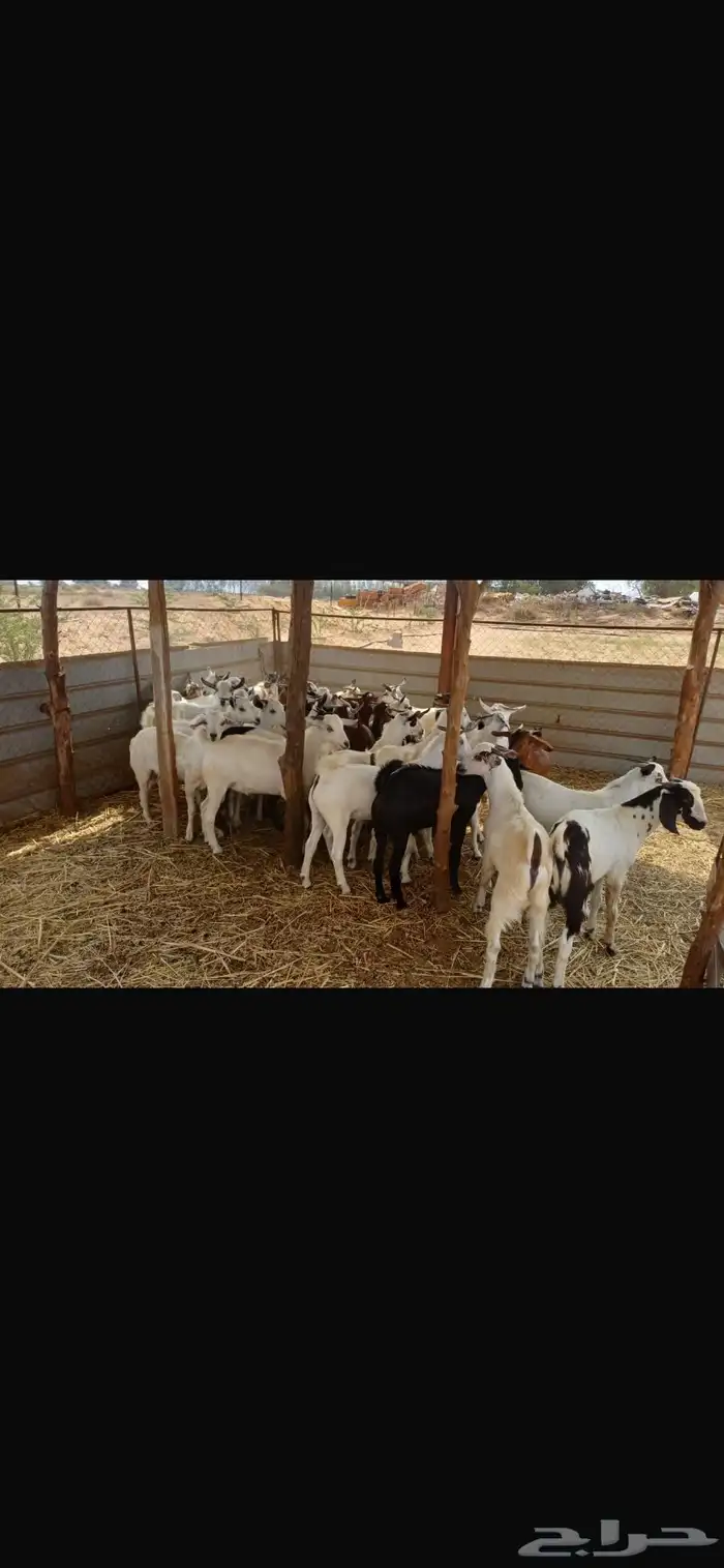 القنفدة القوز 2