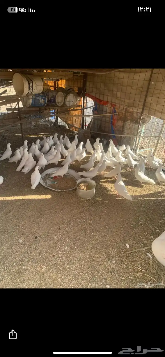 البيع حمام فرنسي سوبر جانبو 0