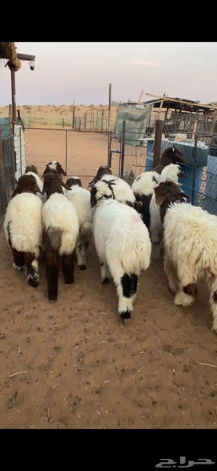 خرفان نعيم 3