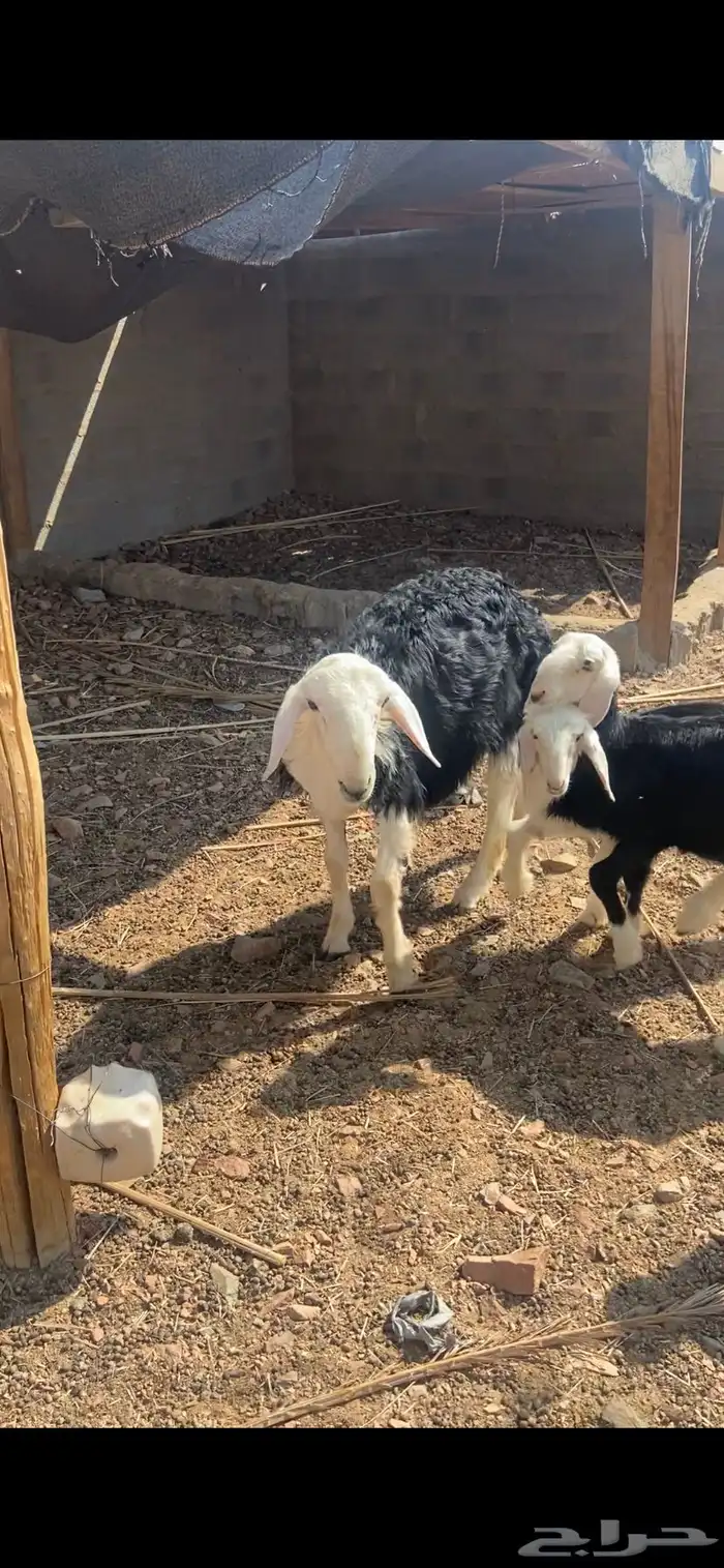 خروف نجدي فحل مشروط جذع 2