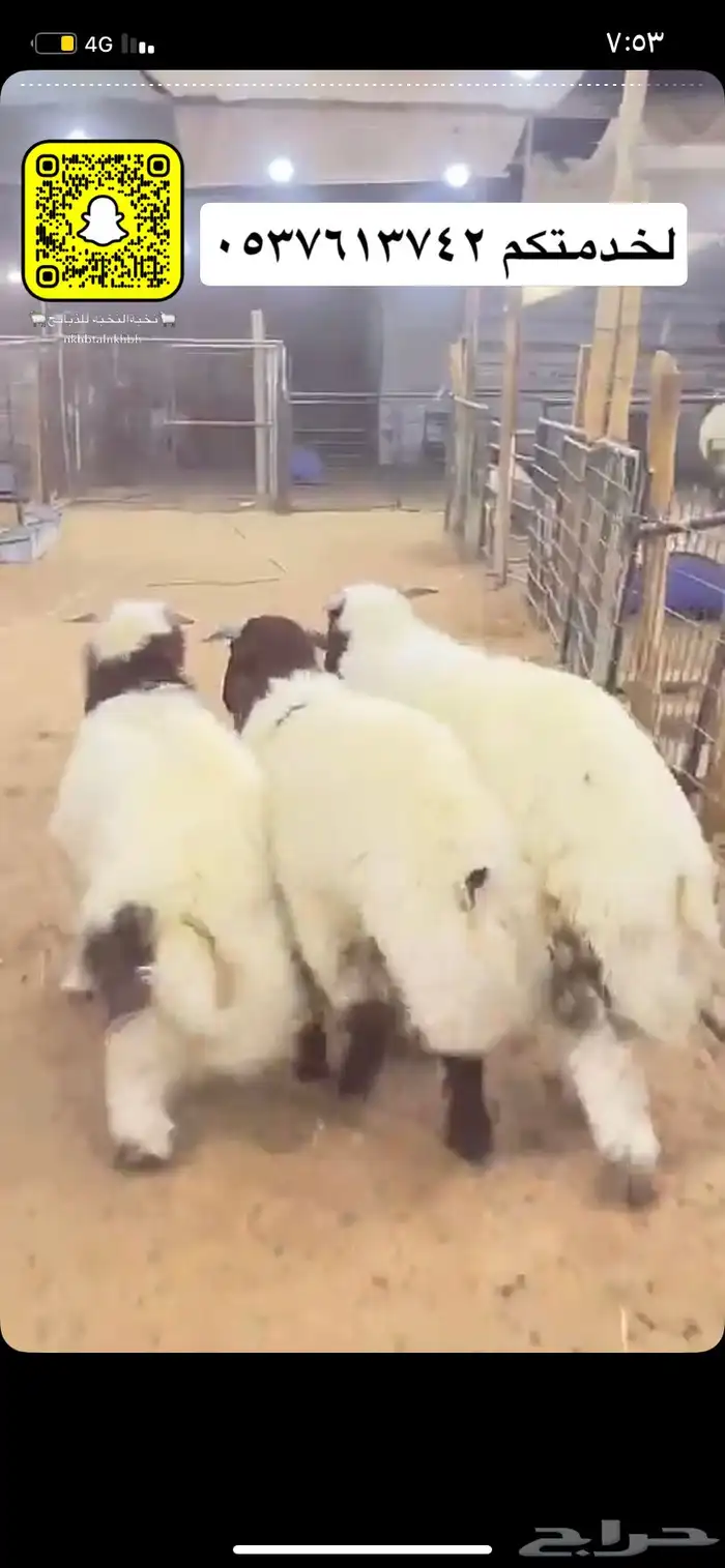 ذبائح نعيم نجد حري سواكني 0