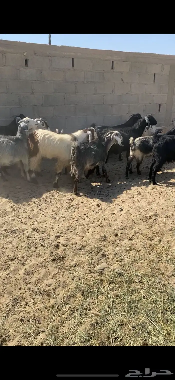 معزاء واليد 1