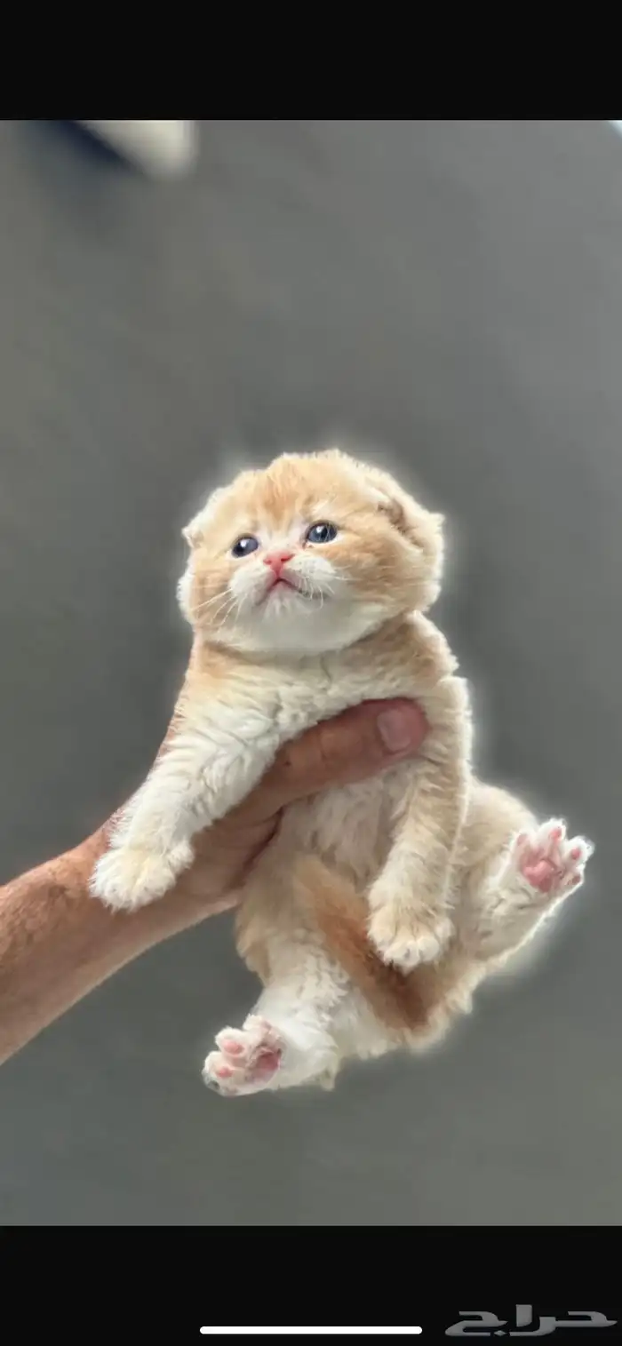 سكوتش تربل فولد قولد للتزاوج 2