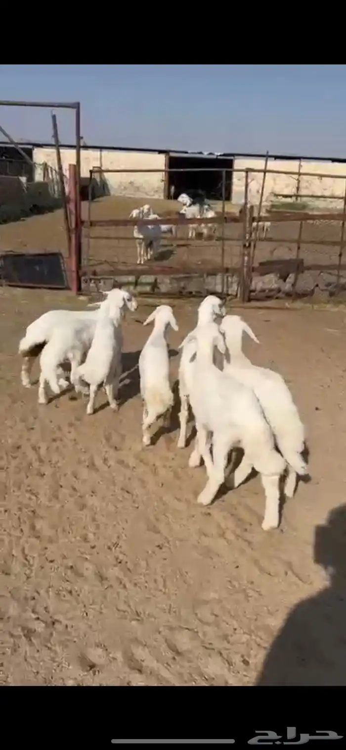 بهم حري نظيف ربو و اطراف كفو و الشعره كفو 0