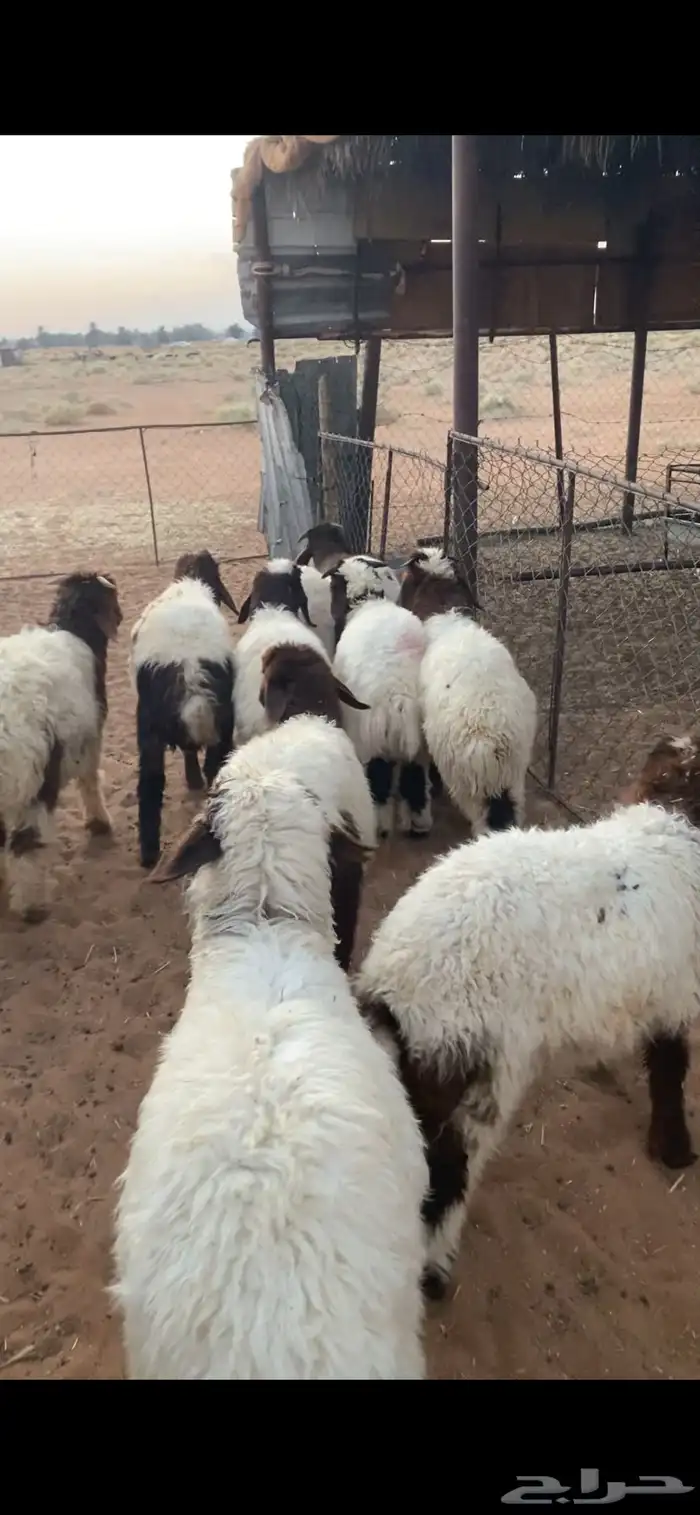 خرفان نعيم 2